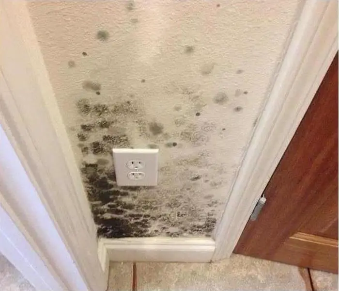 10 Facts About Black Mold That You Need to Know