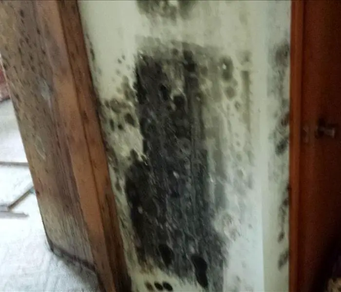 10 Unexpected Places Where Mold Creeps Into Your Home