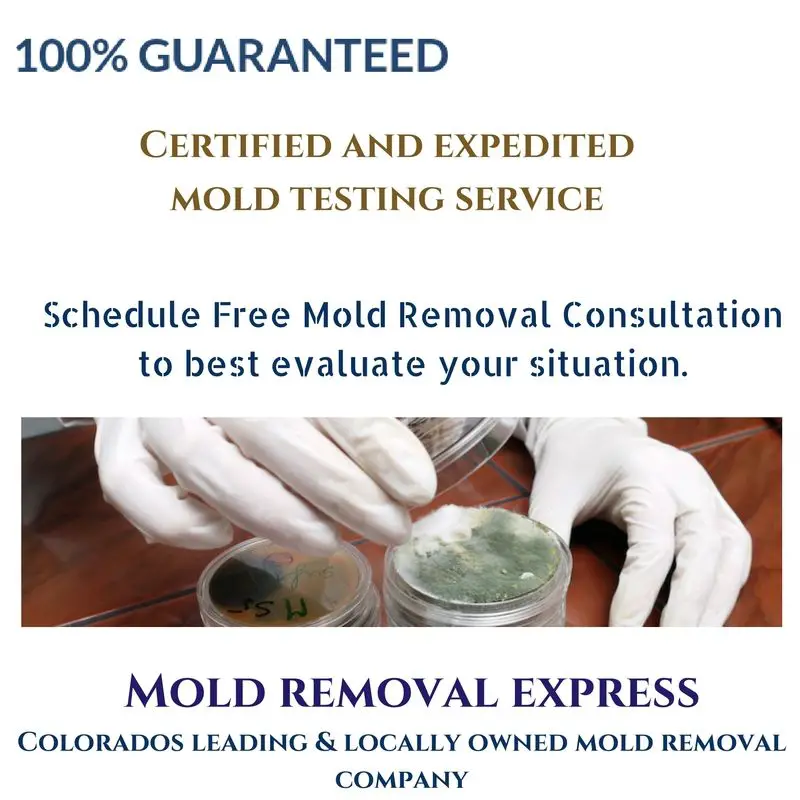 100% certified mold testing service
