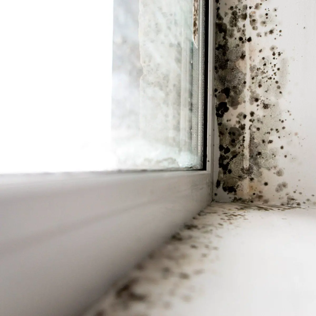 12 Hidden Signs Your House Could Have Toxic Mold