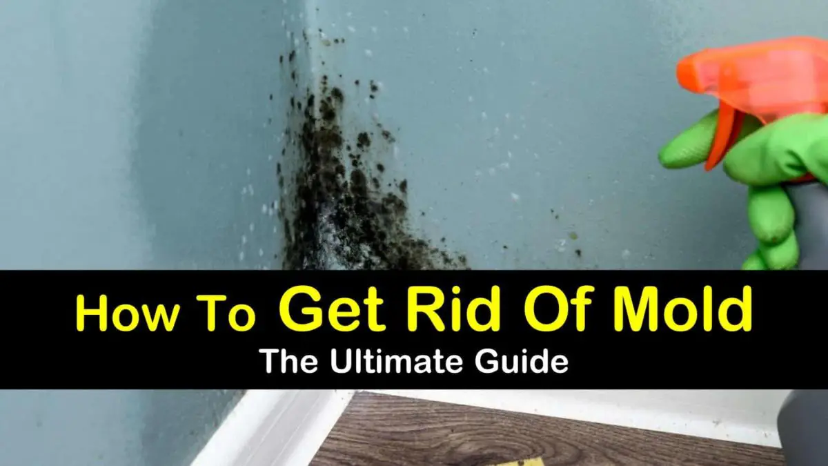 13+ Reliable Ways to Get Rid of Mold at Home