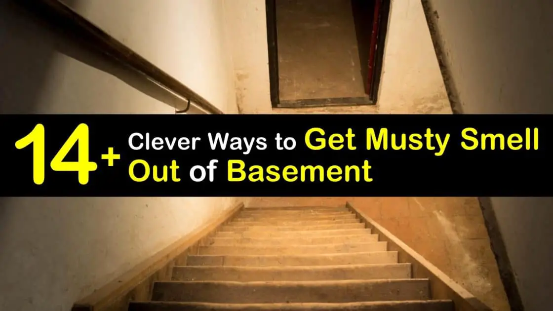 14+ Clever Ways to Get Musty Smell Out of Basement