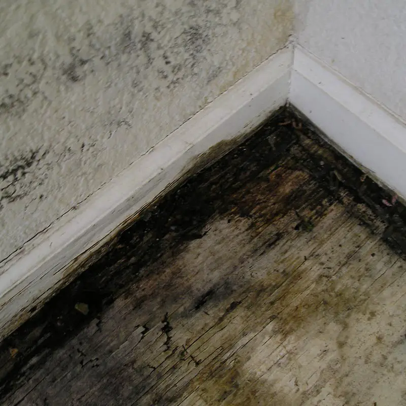 20 Luxury How To Get Rid Of Black Mold In Basement