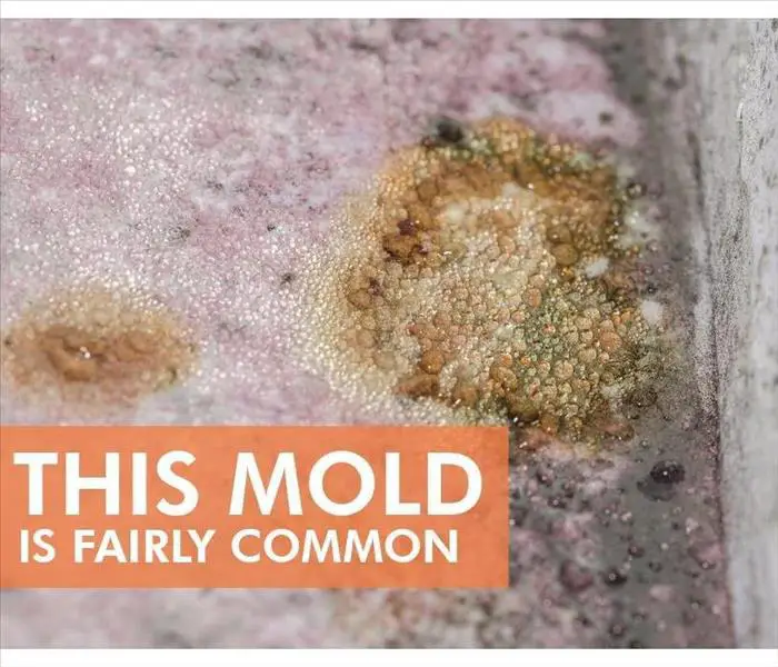 3 Common Types of Molds Found in Homes