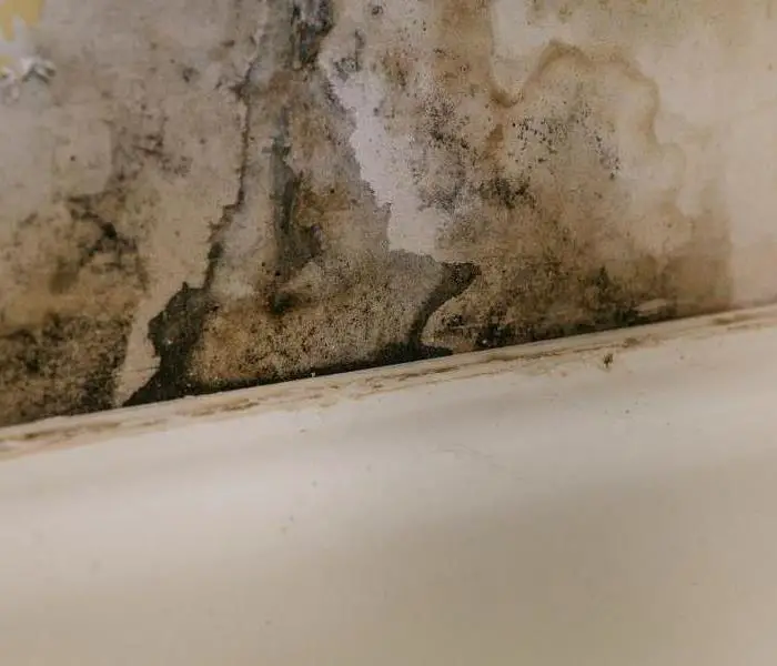 3 Reasons You Should Get Rid of Mold Immediately