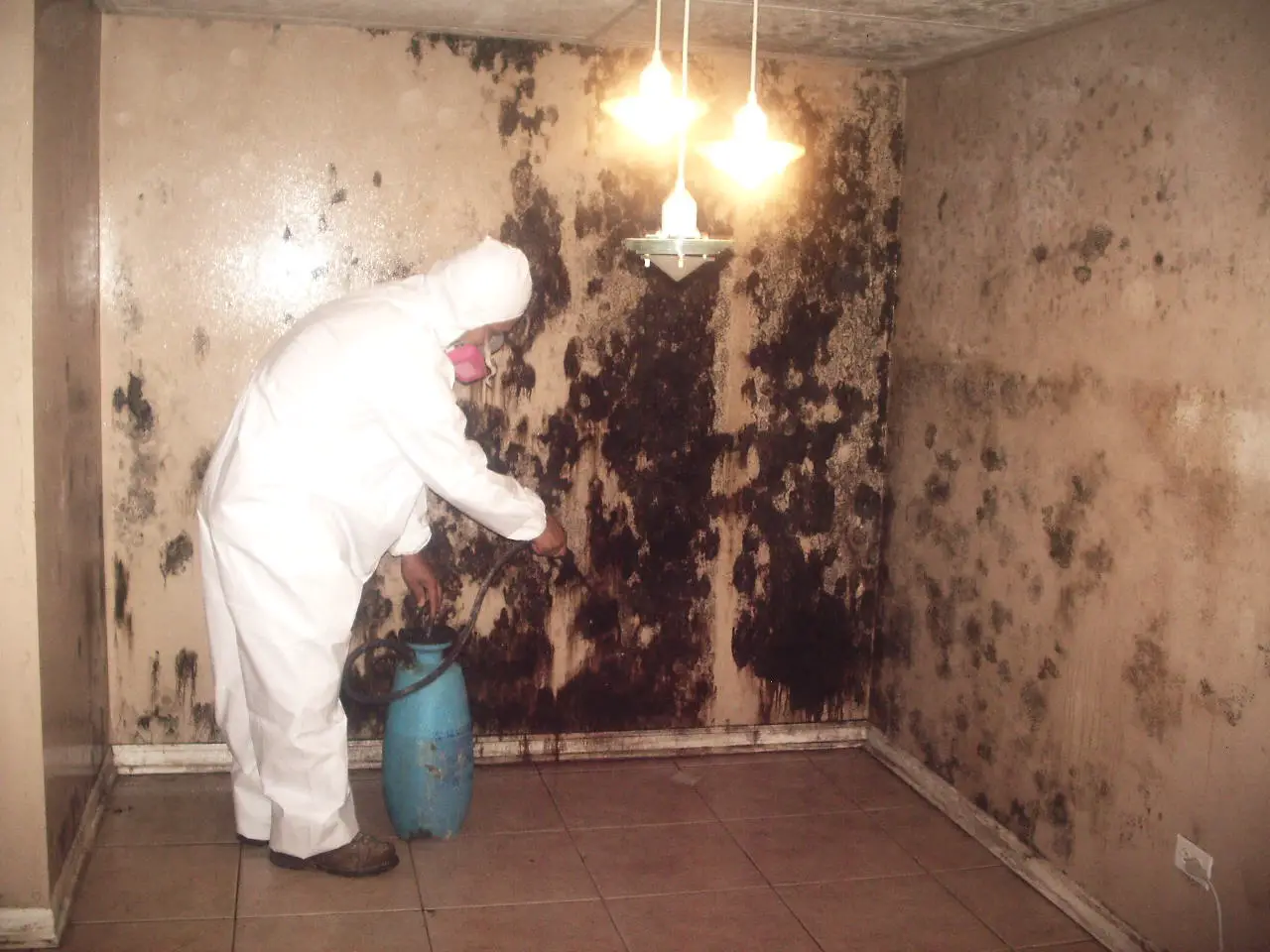 3 Signs Your Mold Removal Company Isnt Doing it Right