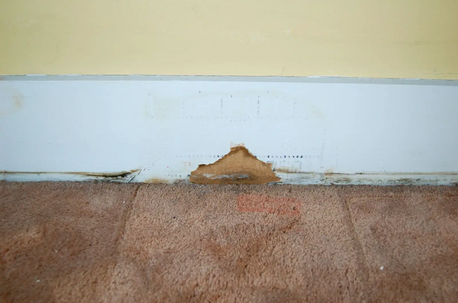 3 Tips to Get Rid of Carpet Mold