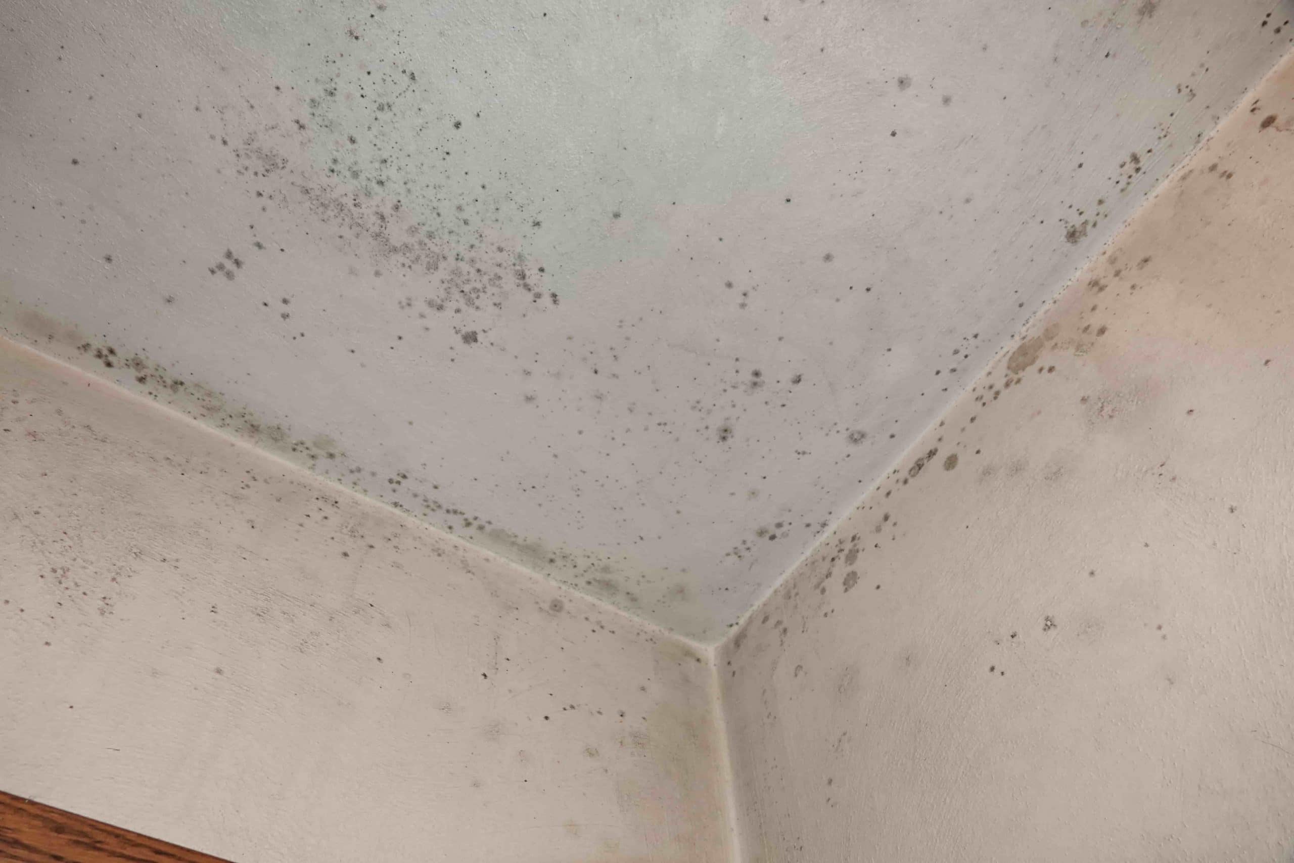 3 Ways House Mold Can Make You Sick
