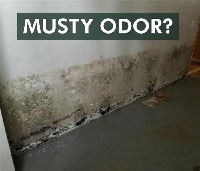 3 Ways to Determine if Mold is Growing in Your Commercial Building ...