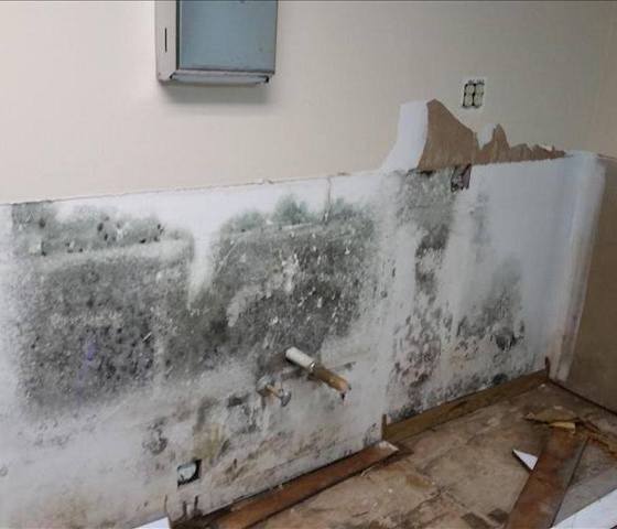 4 Reasons Why Mold Removal is Not a DIY Project