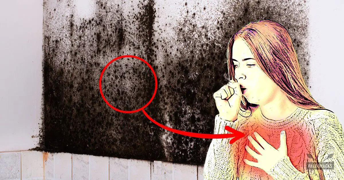 4 Signs Your Home Has Toxic Black Mold &  How to Get Rid of It in 2020 ...