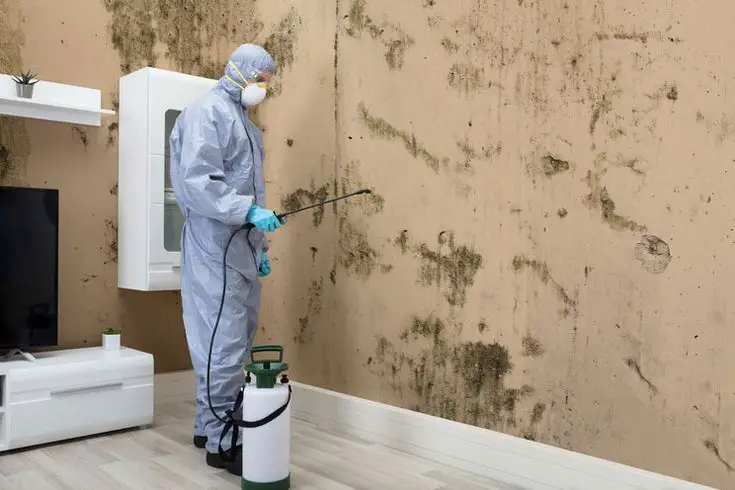 4 Signs Your Home Has Toxic Black Mold &  How to Get Rid of ...
