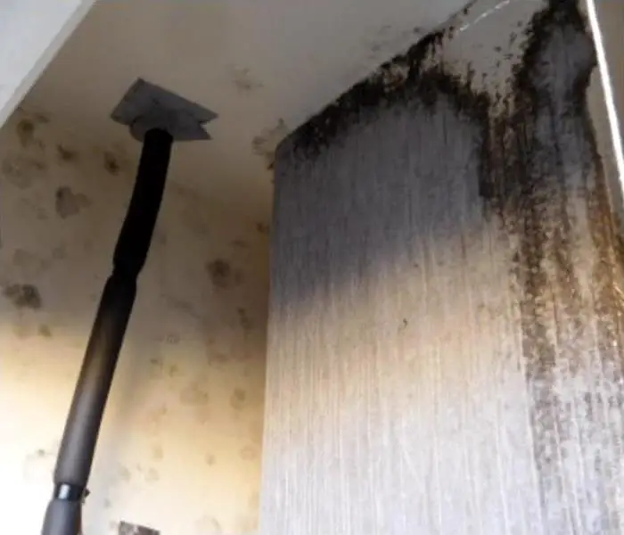 4 Tips for Getting Rid of Mold for Good