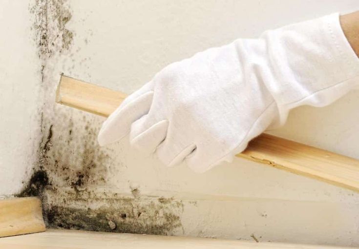 4 Tips on How to Get Rid of Mold Smell in the House ...