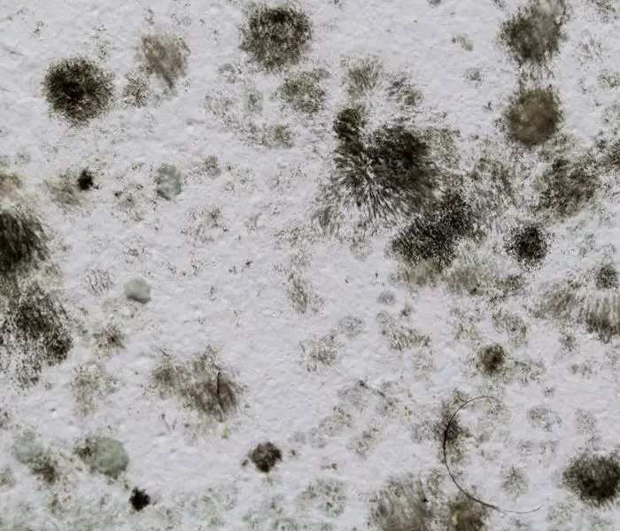 4 Types of Mold You May See in Your Home