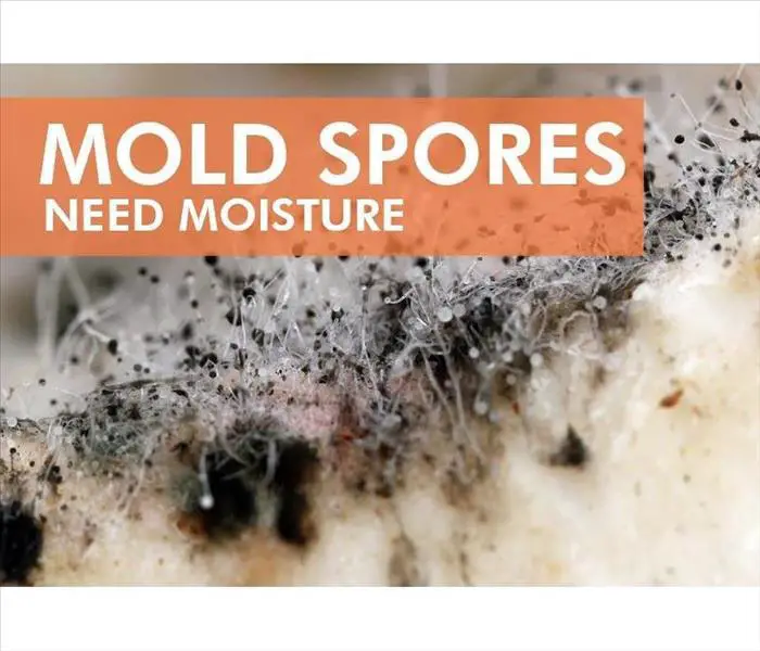 4 Ways To Prevent Mold in Your Commercial Building