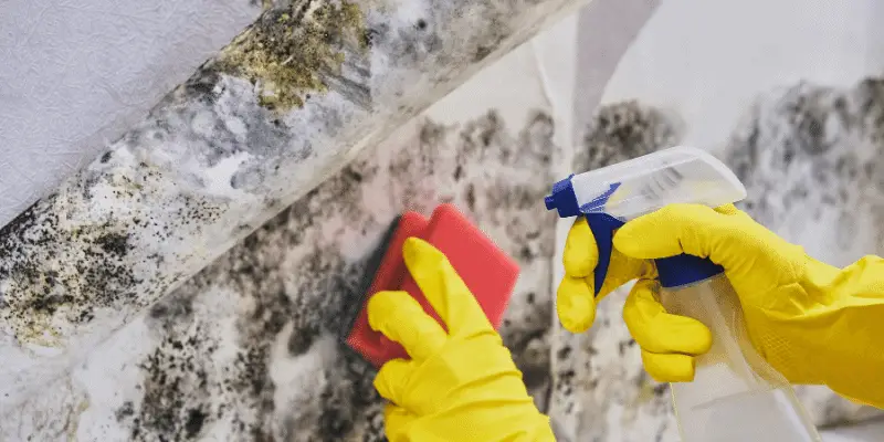 5 Easy Ways to Test for Mold in an Apartment
