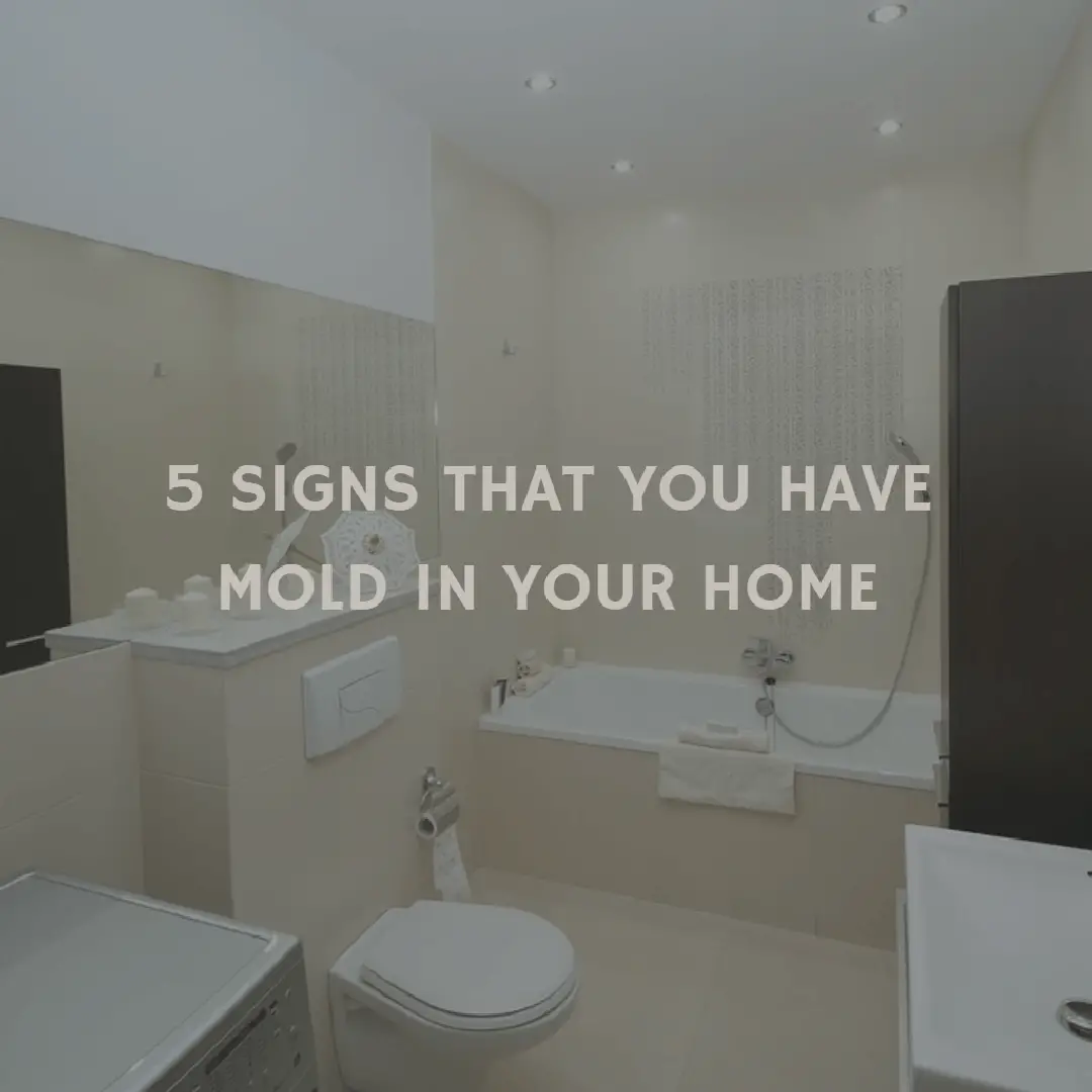 5 Signs That You Have Mold in Your Home