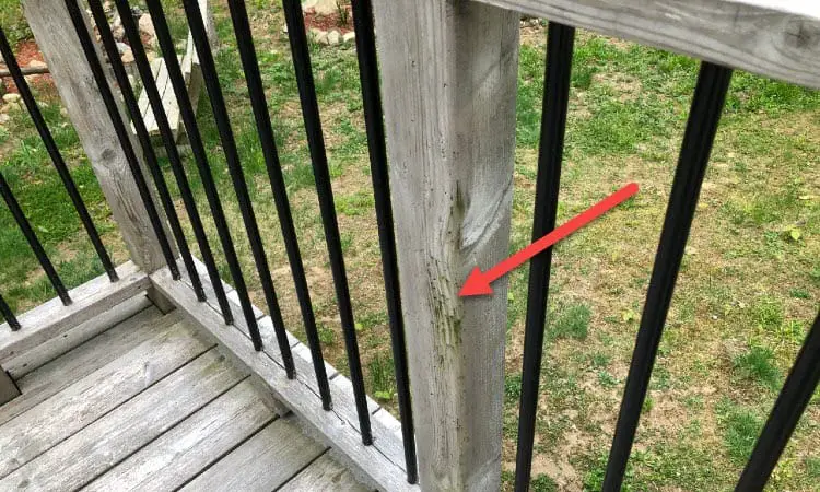 7 Easy Ways How to Remove Green Mold From Wood Deck