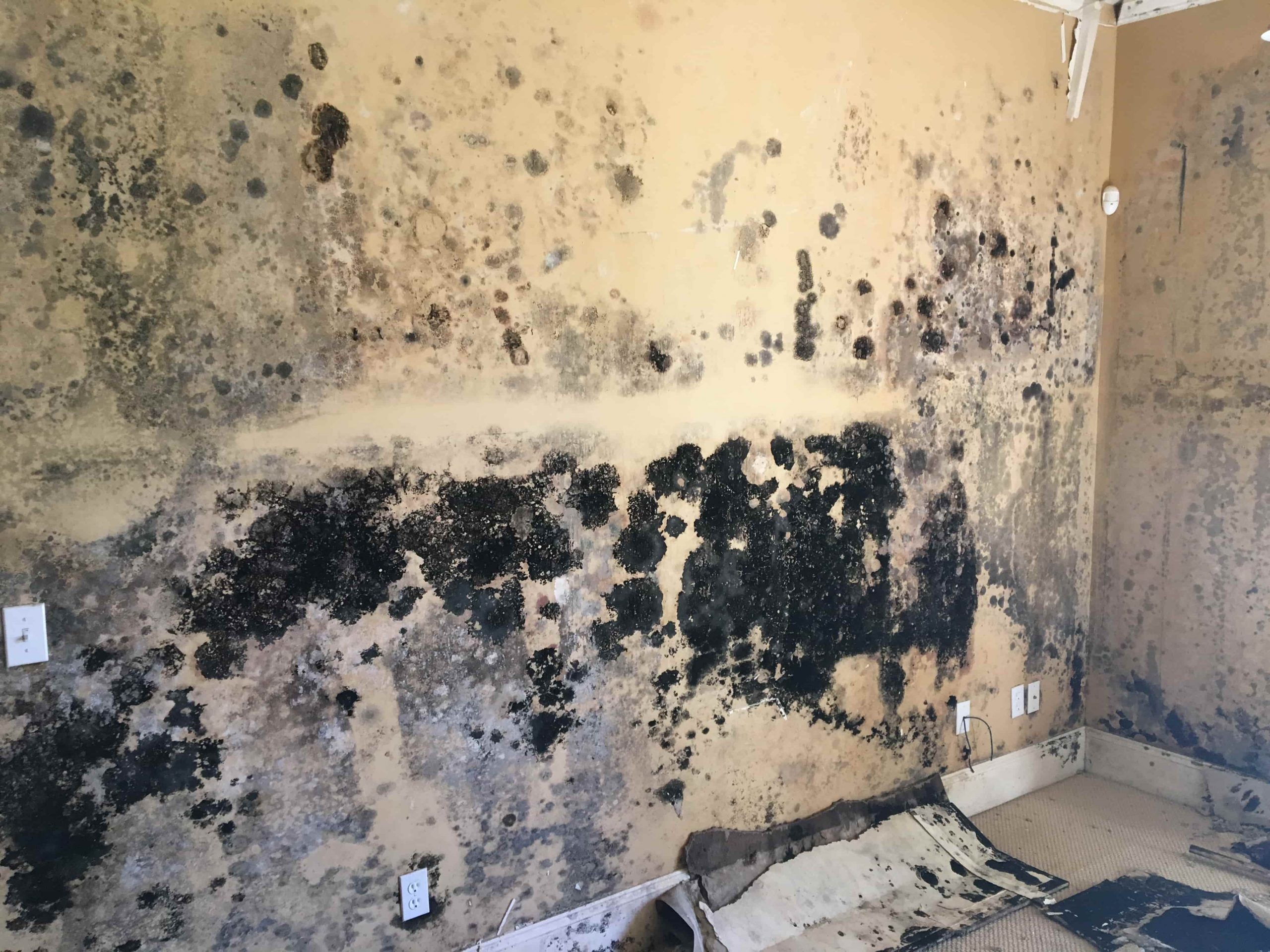 7 Most Common Types of Mold Found In Homes l Remedics