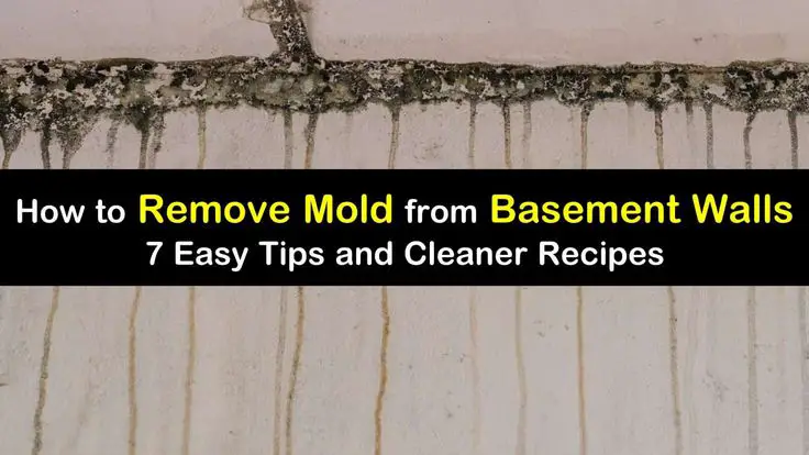 7 Quick Ways to Remove Mold from Basement Walls in 2020 ...