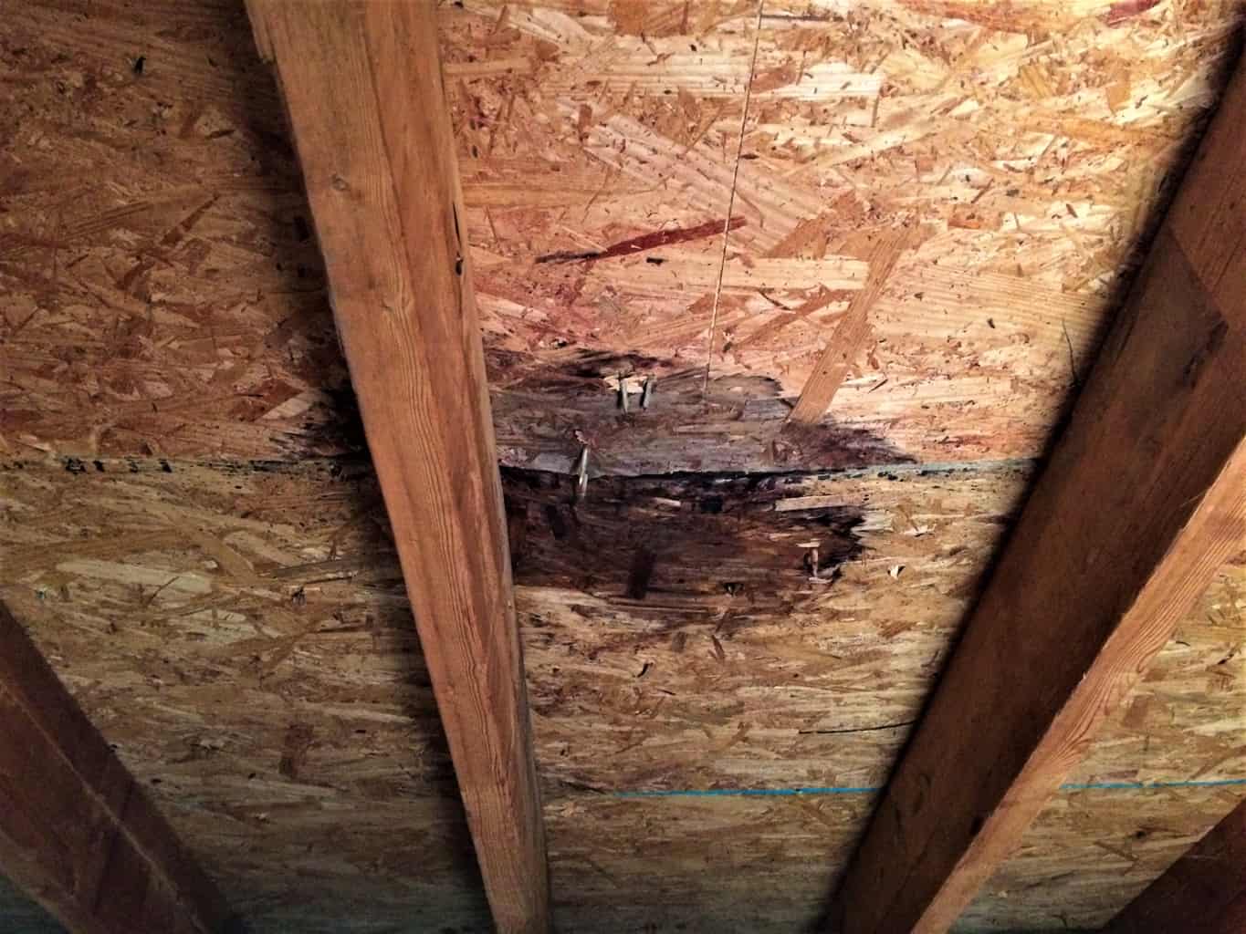 7 Things You Must Know Before Attempting DIY Attic Mold ...