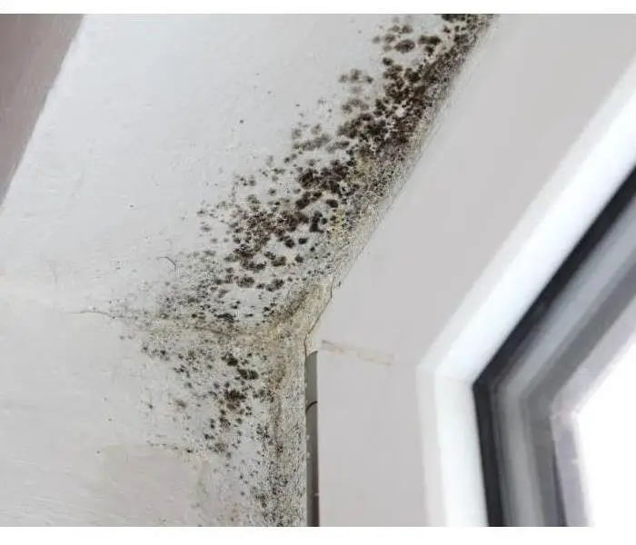 8 Bad " Facts"  About Mold That Everyone in Virginia Beach Thinks Are ...