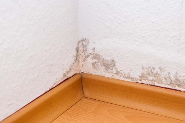 8 Tips to Keep Mold Out of Your House