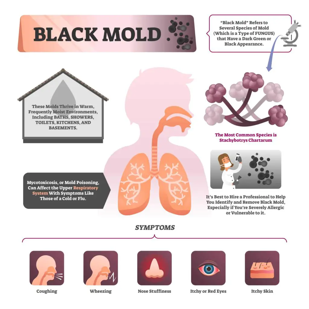 A Full Guide On How To Prevent Mold in Your Bedroom