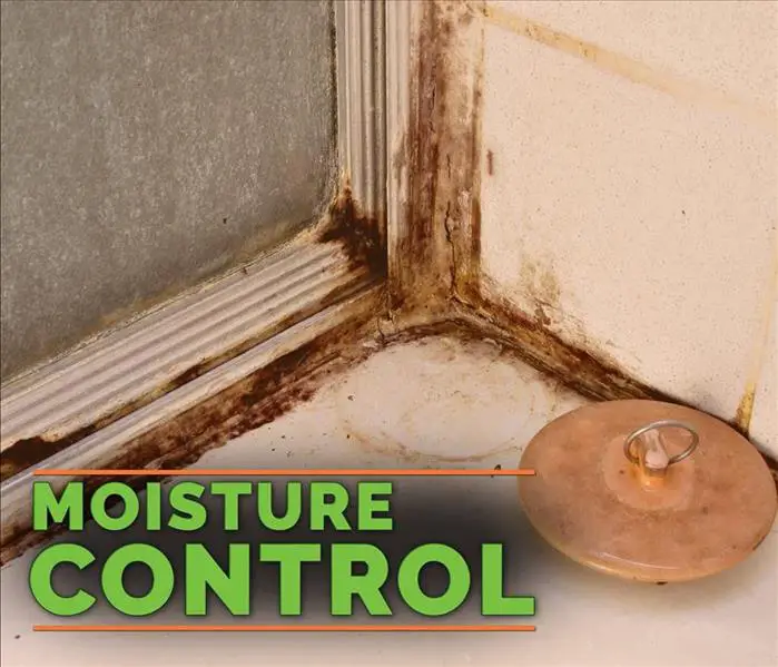 A Guide to Mold and Your Home