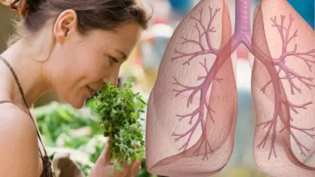Amazing Herbs That Will Cleanse Your Lungs Of Dust, Mold, Bacteria And ...