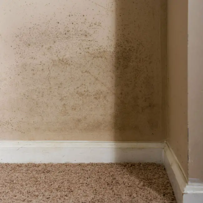 Best Way To Clean Mold Off Painted Walls