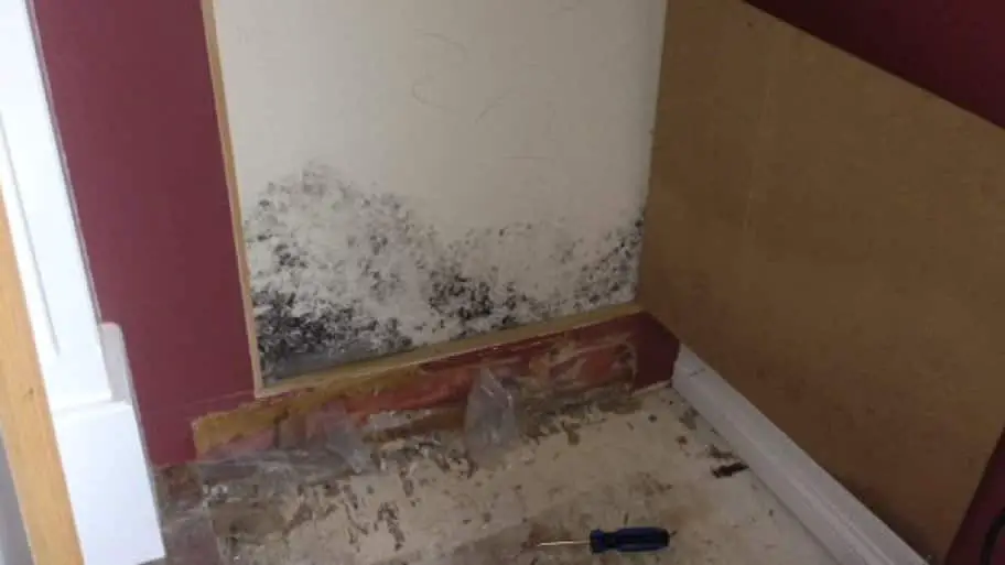 Beware of Mold When Buying a Foreclosed Home