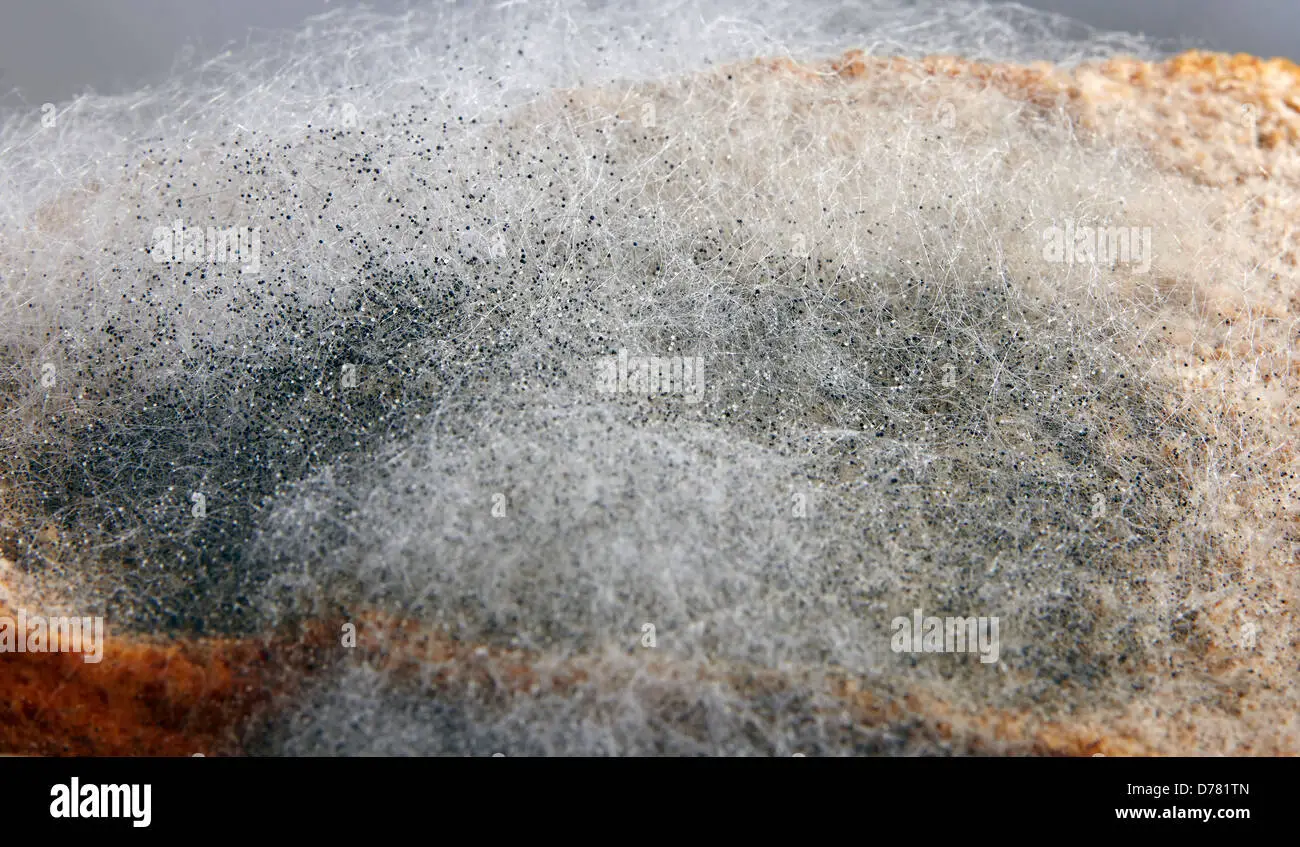 Black Bread Mould (Rhizopus stolonifer Stock Photo