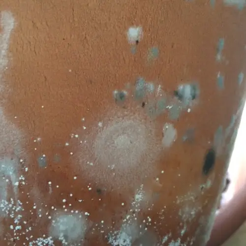 Black, grey, fuzzy mold (not salts!) on terracotta pots