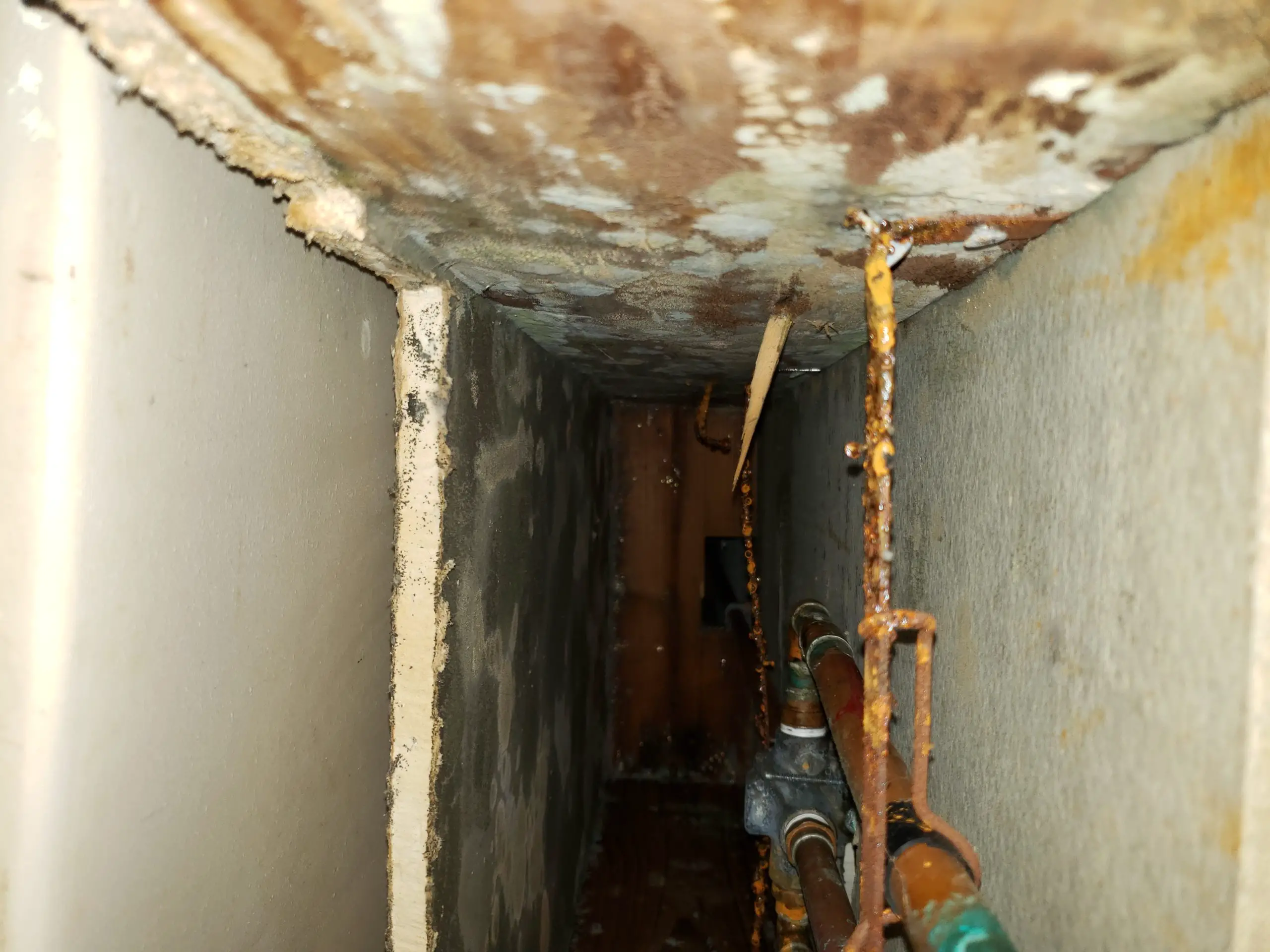 Black Mold Found During Home Inspection