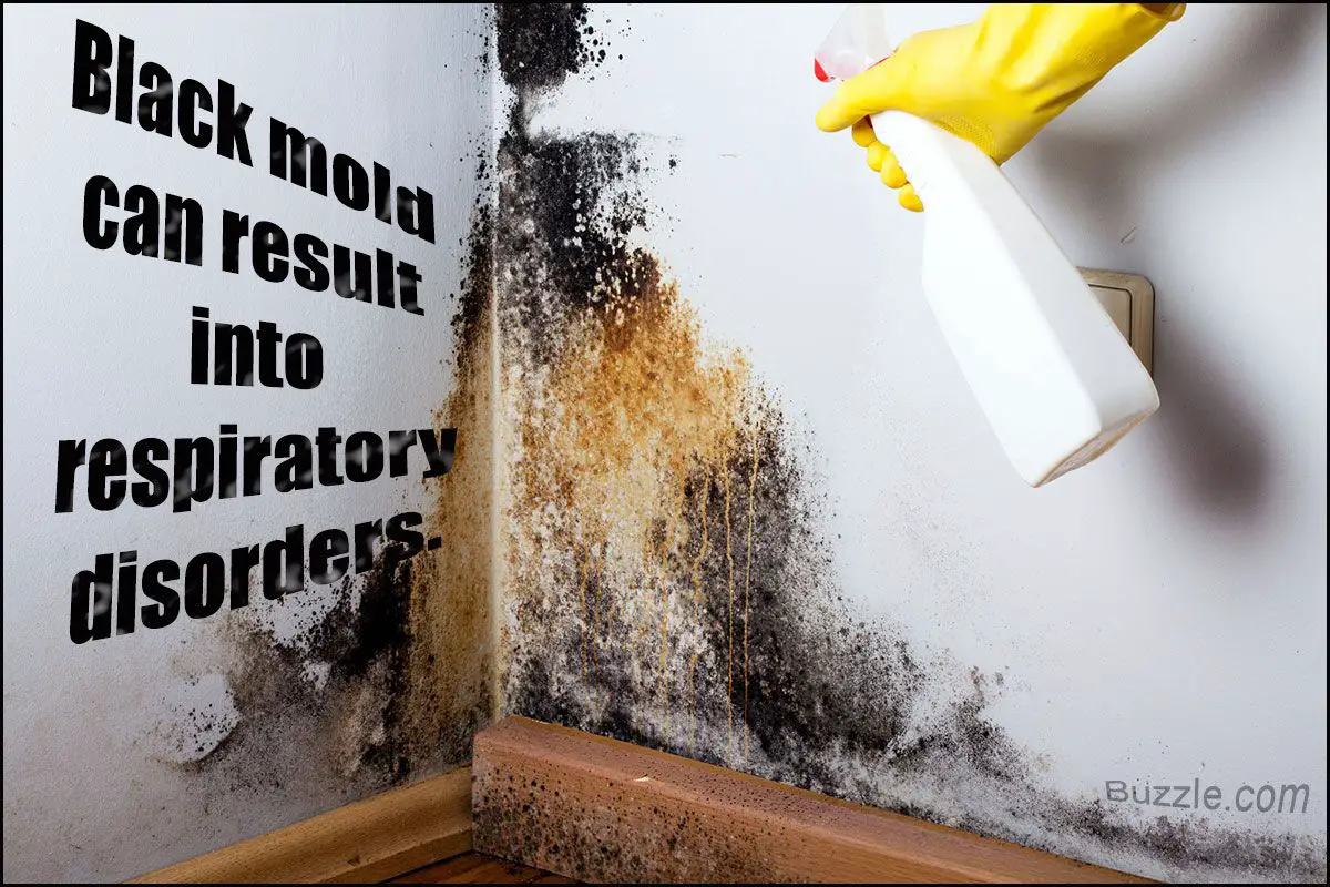 Black mold grow on damp walls, bathroom tiles, fabrics ...