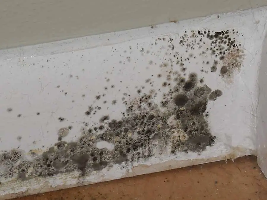 Black Mold Guide Everything You Need to Know About The ...