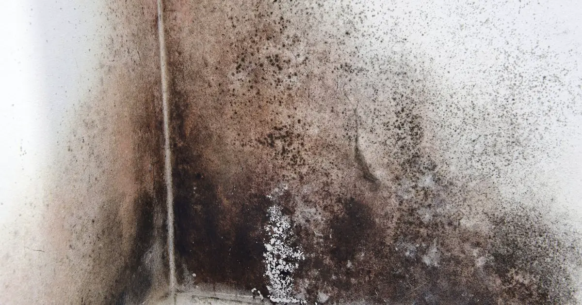 Black Mold Health Issues