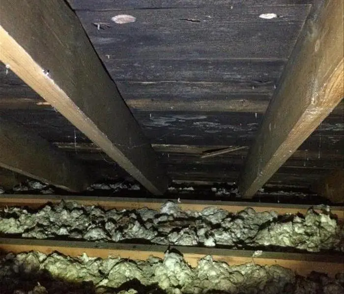 Black Mold in Ansonia Attic Caused By Roof Leak