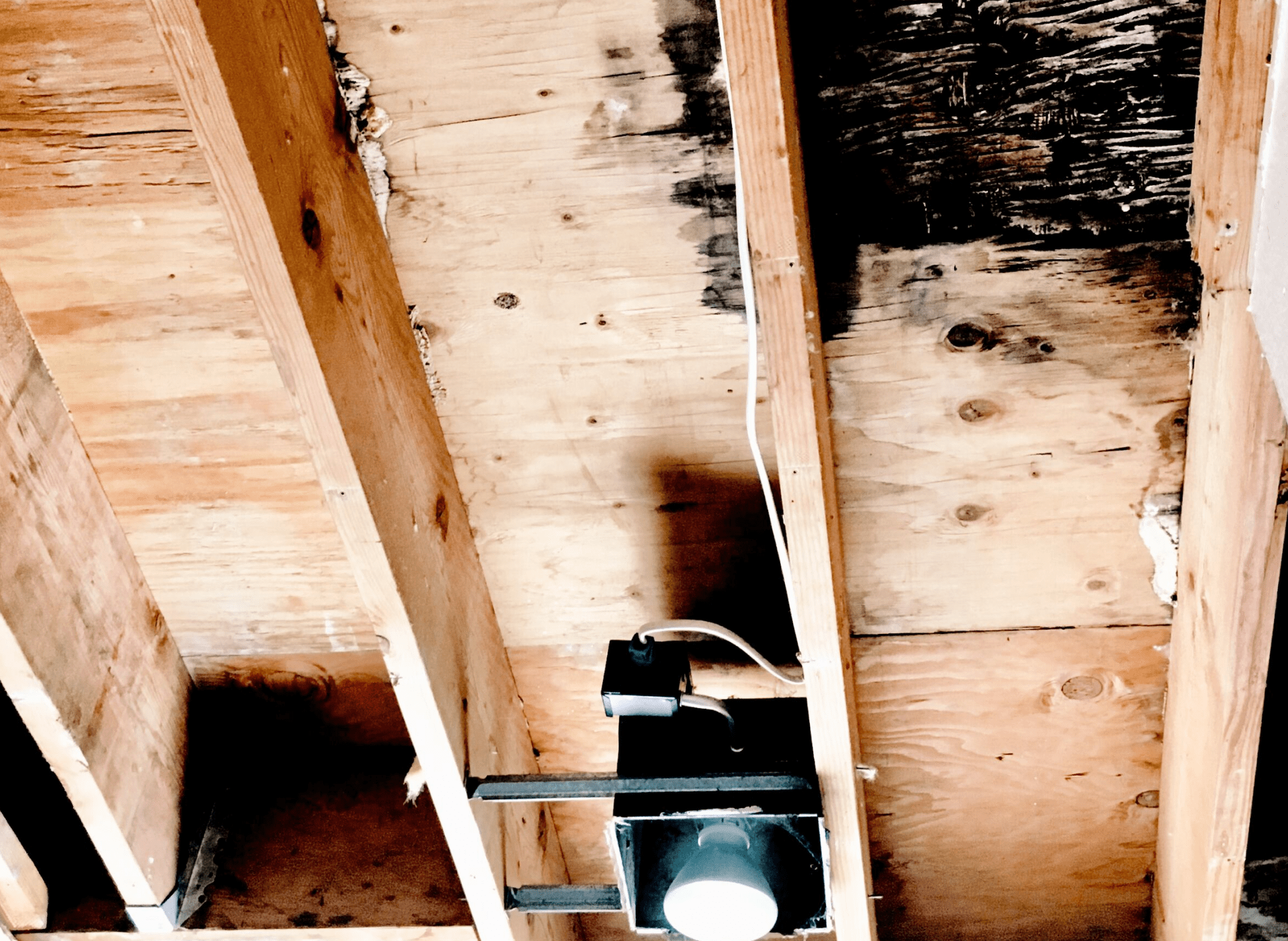 Black Mold In Basement Removal Cost