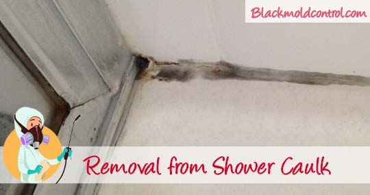 Black Mold in Shower? Get Rid Of Mold