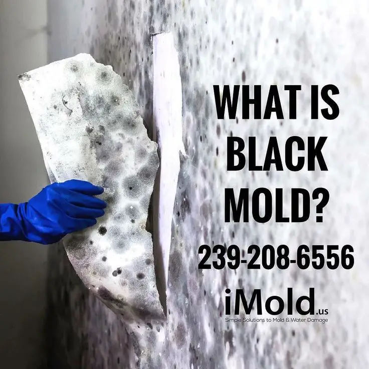 Black mold is a toxic mold that is associated with ...