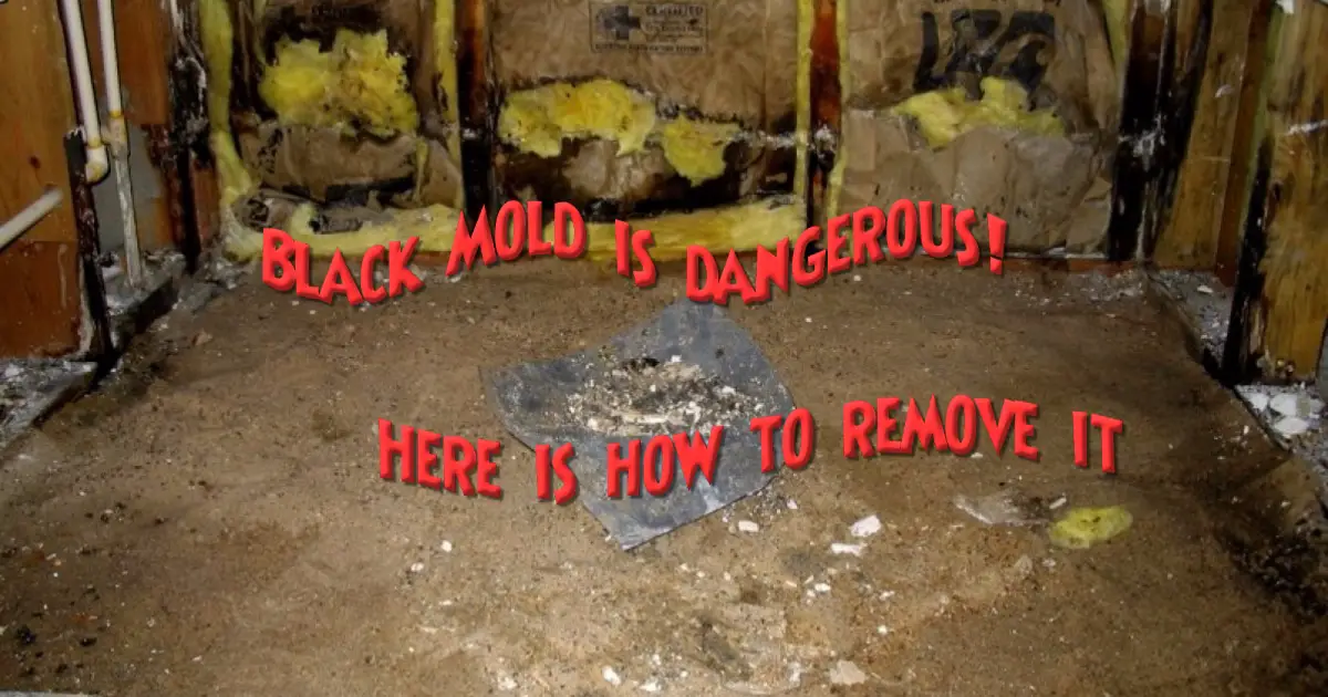 Black Mold is dangerous! Here is how to remove it