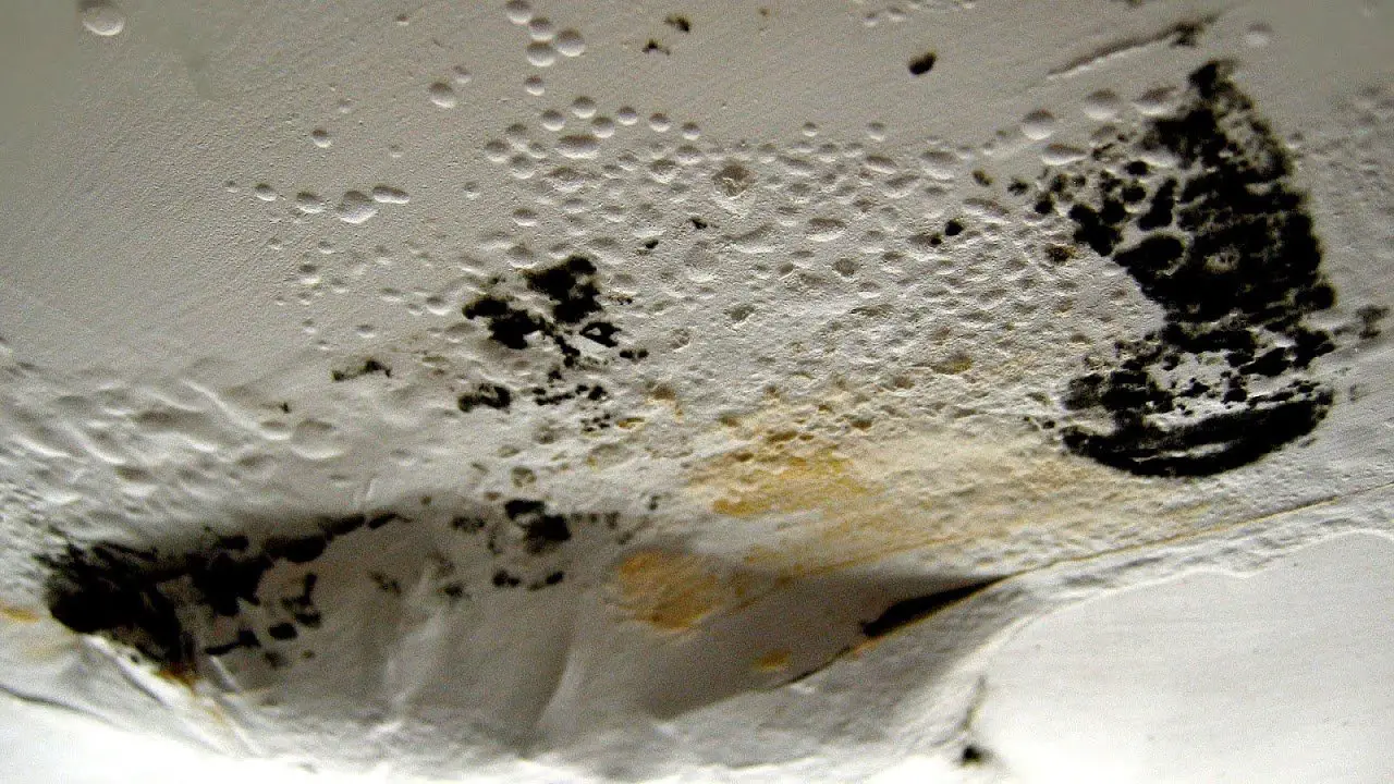 Black Mold On Ceiling Dangerous