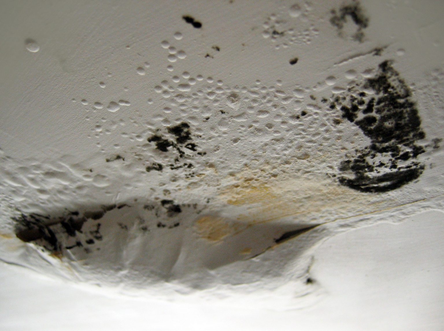 Black Mold Removal How Toxic Is Penicillium Mold