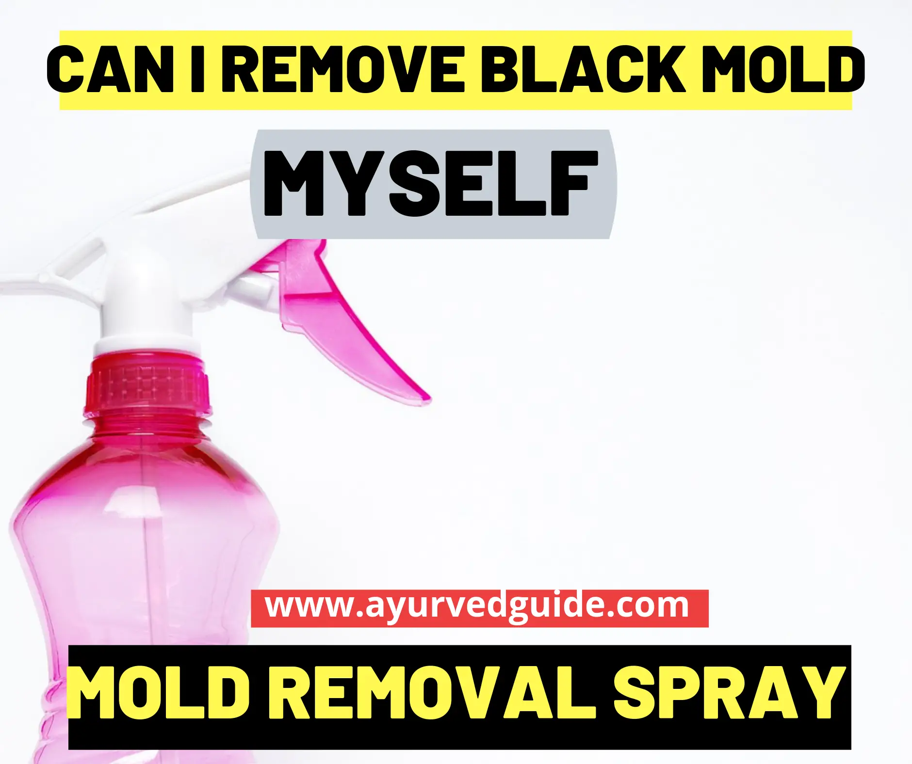 Black Mold Removal Process