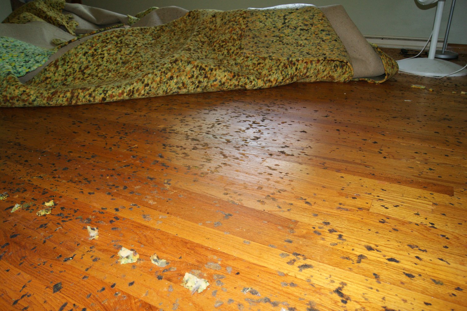 Black Mold Spots On Carpet