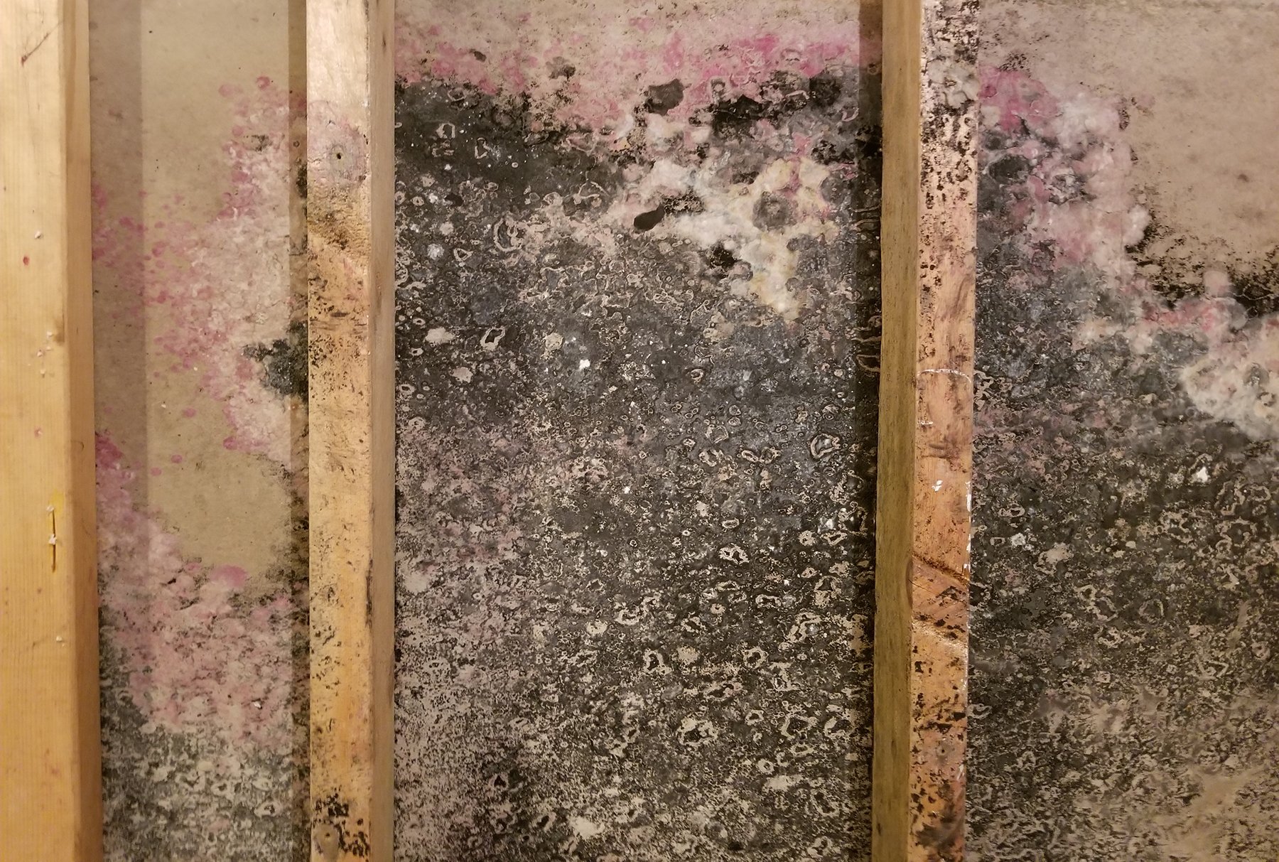 Black Mold Symptoms Removal and Cleaning