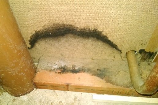 Black Mold Testing ........When to Test, Where, Evaluating ...